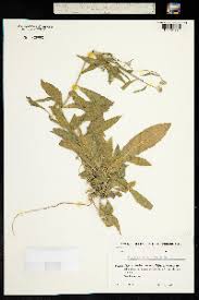 Attēlu rezultāti vaicājumam “Erysimum hieracifolium leaf”