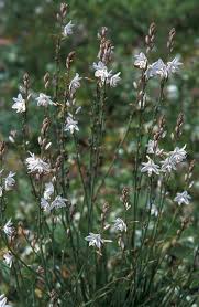 Image result for Asphodelus fistulosus