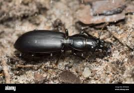 Attēlu rezultāti vaicājumam “Broscus cephalotes”