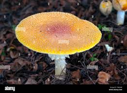 Attēlu rezultāti vaicājumam “Amanita rubescens”