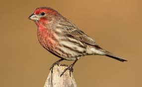 Attēlu rezultāti vaicājumam “Fringillidae”