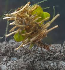 Attēlu rezultāti vaicājumam “Limnephilus larva”