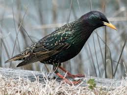 Attēlu rezultāti vaicājumam “Sturnus vulgaris male”