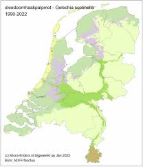 Attēlu rezultāti vaicājumam “Gelechia scotinella”