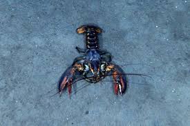 Image result for Homarus americanus