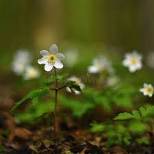Attēlu rezultāti vaicājumam “Isopyrum thalictroides fruit”
