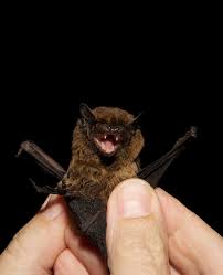 Attēlu rezultāti vaicājumam “Nyctalus leisleri”