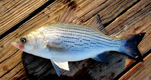 Image result for Morone chrysops