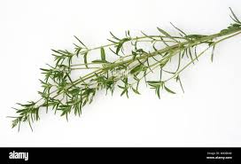 Image result for Bohnenkraut