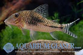 Attēlu rezultāti vaicājumam “Choerades sp.”