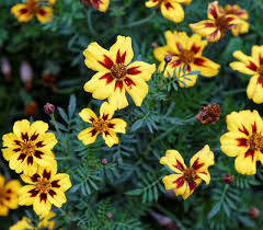 Attēlu rezultāti vaicājumam “Tagetes”