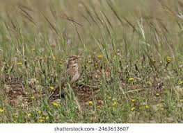 Attēlu rezultāti vaicājumam “Galerida cristata adult”