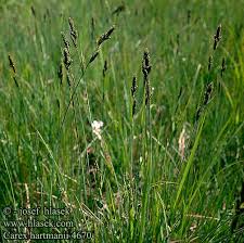 Attēlu rezultāti vaicājumam “Carex hartmanii”