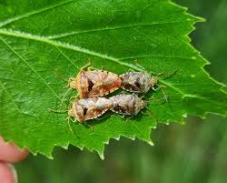 Attēlu rezultāti vaicājumam “Elasmucha grisea imago”