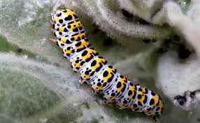 Attēlu rezultāti vaicājumam “Cucullia verbasci larva”