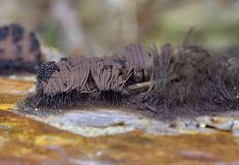 Attēlu rezultāti vaicājumam “Stemonitis fusca”