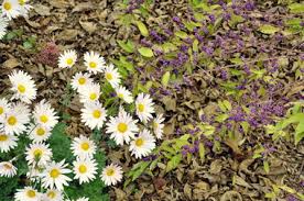 Image result for Chrysanthemum ptarmiciflorum