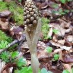 Attēlu rezultāti vaicājumam “Neottia nidus-avis fruit”