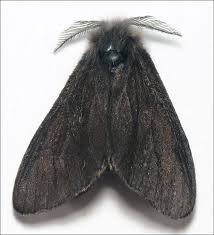 Attēlu rezultāti vaicājumam “Canephora hirsuta”