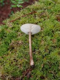 Image result for Melanoleuca rasilis var. pseudoluscina