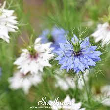 Image result for Nigella damascena