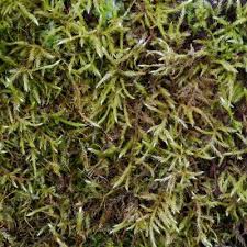 Attēlu rezultāti vaicājumam “Brachythecium campestre”