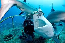 Image result for Carcharhinus perezii