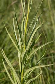 Attēlu rezultāti vaicājumam “Jacobaea paludosa”