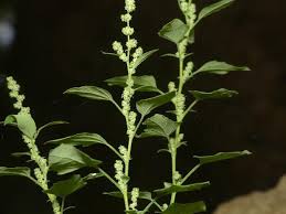 Attēlu rezultāti vaicājumam “Chenopodium polyspermum var. acutifolium”