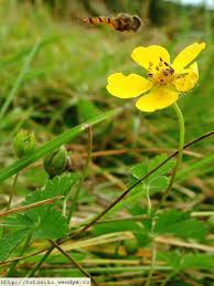 Attēlu rezultāti vaicājumam “Potentilla reptans”