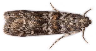 Attēlu rezultāti vaicājumam “Dioryctria abietella”