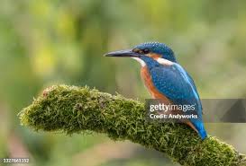 Attēlu rezultāti vaicājumam “Alcedo atthis”