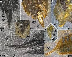 Attēlu rezultāti vaicājumam “Lycogala convexum sessile”