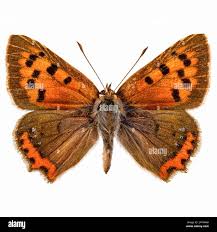 Attēlu rezultāti vaicājumam “Lycaena phlaeas underside”