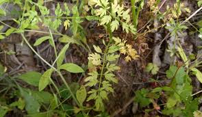Attēlu rezultāti vaicājumam “Cardamine impatiens leaf”
