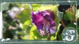 Image result for Glockenrebe