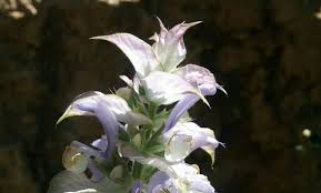 Image result for Salvia sclarea