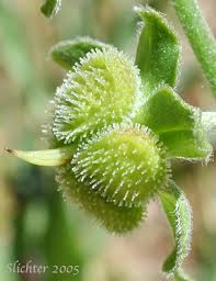 Attēlu rezultāti vaicājumam “Cynoglossum officinale fruit”