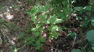 Attēlu rezultāti vaicājumam “Circaea lutetiana leaf”