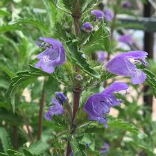 Image result for Dracocephalum moldavicum