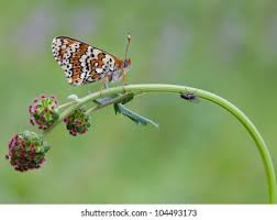Attēlu rezultāti vaicājumam “Melitaea cinxia”