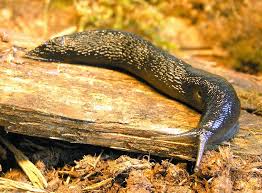 Attēlu rezultāti vaicājumam “Limax cinereoniger”