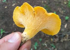 Attēlu rezultāti vaicājumam “Cantharellus cibarius”