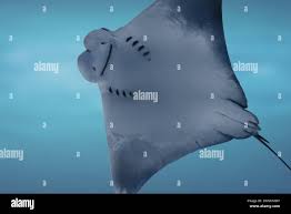 Image result for Rhinoptera brasiliensis