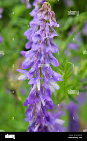 Attēlu rezultāti vaicājumam “Vicia tenuifolia flower”