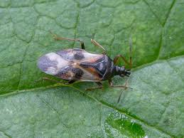 Attēlu rezultāti vaicājumam “Anthocoris nemorum”