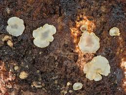 Attēlu rezultāti vaicājumam “Hyalorbilia inflatula”