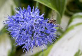 Attēlu rezultāti vaicājumam “Helophilus sp.”