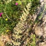 Attēlu rezultāti vaicājumam “Koeleria glauca flower”