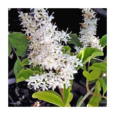 Attēlu rezultāti vaicājumam “Ligustrum vulgare”